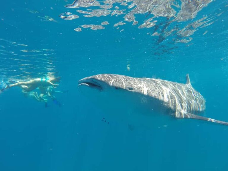 La Paz: Experience Swimming with a Whale Shark - Final Thoughts