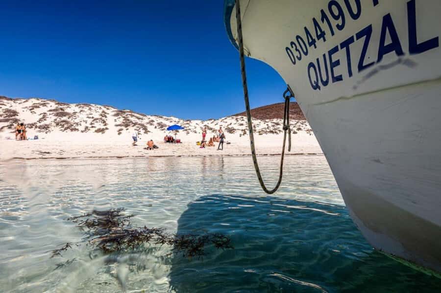 La Paz: Whale Shark and Sea Lions Snorkeling Tour - Why This Tour Stands Out