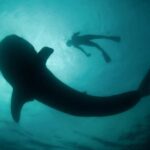 La Paz: Whale Shark Swimming Adventure with Marine Biologist - Deep Dive: The Itinerary in Detail