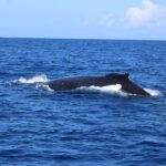 Lahaina: Humpback Whale Watching Cruise - What Makes This Whale Watching Tour Stand Out?