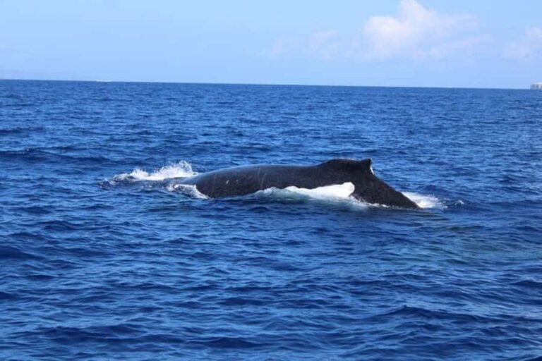 Lahaina: Humpback Whale Watching Cruise - What Makes This Whale Watching Tour Stand Out?