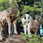 Lake Louise, Banff Gondola, Minnewanka and Banff Town Tour - Authentic Insights from Travelers