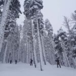 Lake Tahoe: Scenic Snowshoe Tour in a Winter Wonderland - Pricing and Value