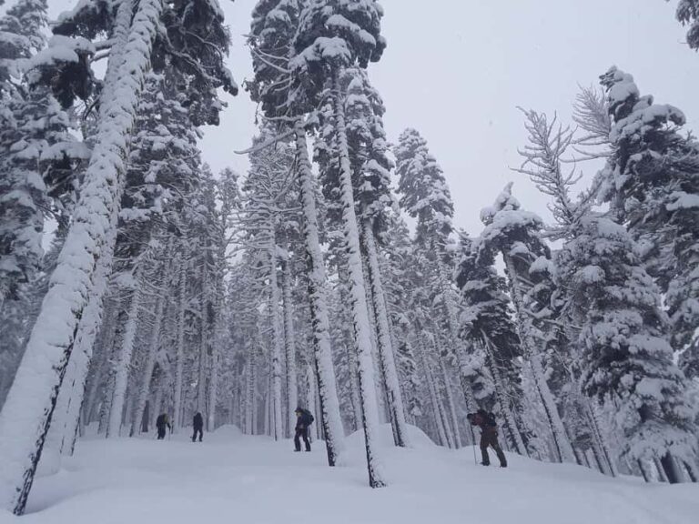 Lake Tahoe: Scenic Snowshoe Tour in a Winter Wonderland - Pricing and Value
