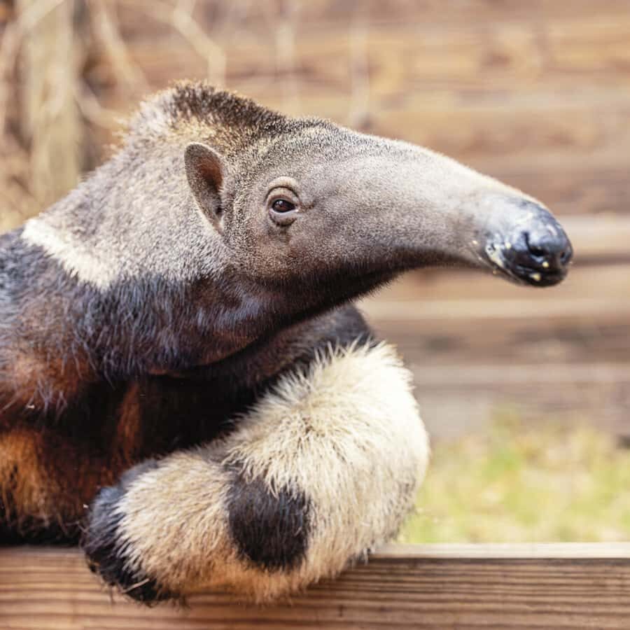 Lamont: Anteater Encounter at North Florida Wildlife Center - Who Should Consider This Experience?