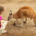 Lamont: Kangaroo Encounter at North Florida Wildlife Center - Why It Matters: The Value of a Wildlife Encounter