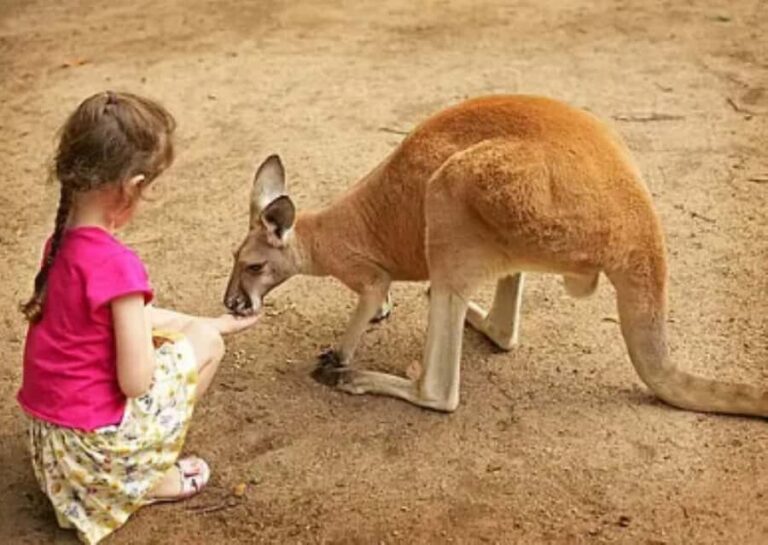 Lamont: Kangaroo Encounter at North Florida Wildlife Center - Why It Matters: The Value of a Wildlife Encounter