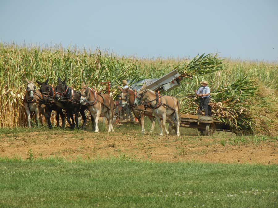 Lancaster: Amish Farmlands Guided Tour - A Deep Dive into the Lancaster Amish Farmlands Guided Tour