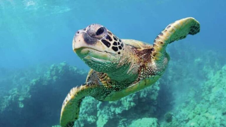 Las Vegas: Shark Reef Aquarium Entry Ticket - Who Is It Best For?