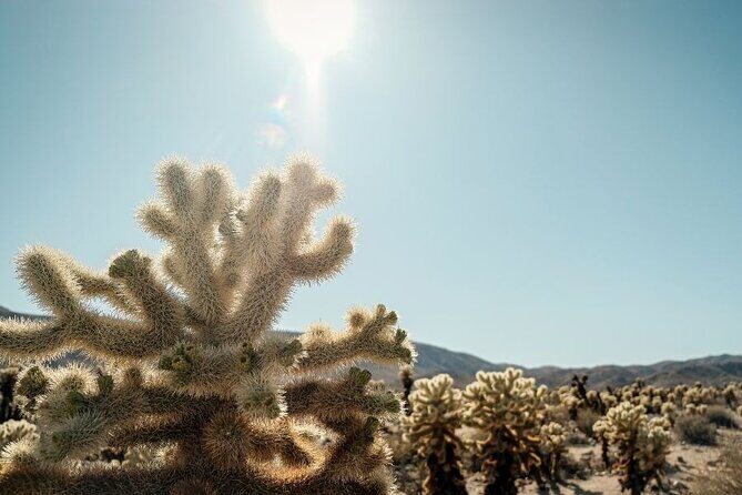 Las Vegas To Los Angeles One Way Tour Joshua Tree National Park - Who Will Love This Tour?