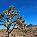 Las Vegas to Los Angeles One Way Tour via Joshua Tree NP - What Travelers Say