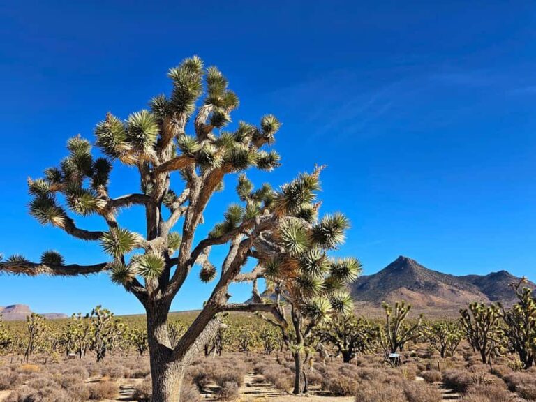 Las Vegas to Los Angeles One Way Tour via Joshua Tree NP - What Travelers Say