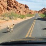 Las Vegas: Valley of Fire and Red Rock Canyon Tour - Why This Tour Offers Good Value