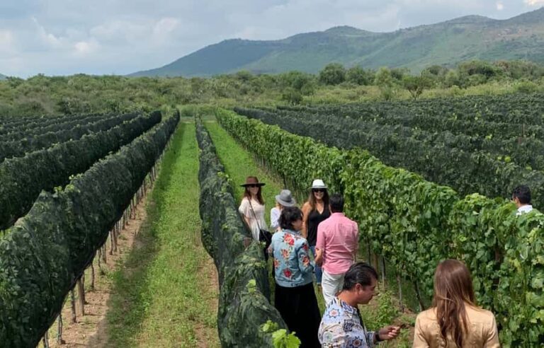 Leon: Tierra de Luz Vineyard Tour with Wine Tasting - Who Will Love This Tour?