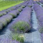 Lewin Farms, Lavender By The Bay and Tanger Outlets Full-Day Tour - Who Will Love This Tour?