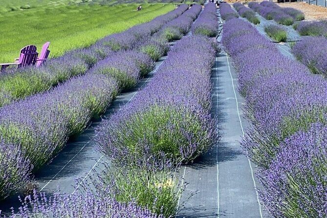 Lewin Farms, Lavender By The Bay and Tanger Outlets Full-Day Tour - Who Will Love This Tour?