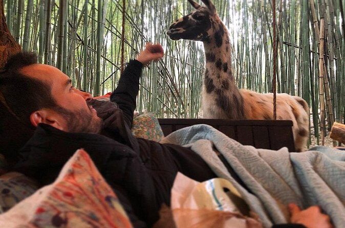 Llama Yoga - In-Depth Review of Llama Yoga in Atlanta