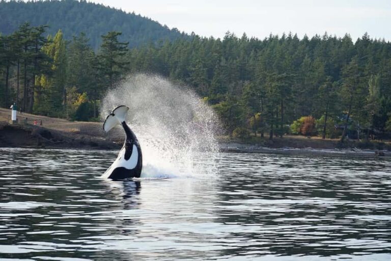 Lopez Island: Whale & Orca Boat Tour - The Value of the Experience