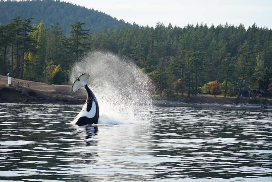 Lopez Island: Whale & Orca Boat Tour - The Value of the Experience