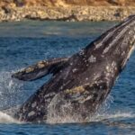 Los Angeles Harbor Breeze Cruise & Battleship USS Iowa Entry - A Detailed Look at the Experience