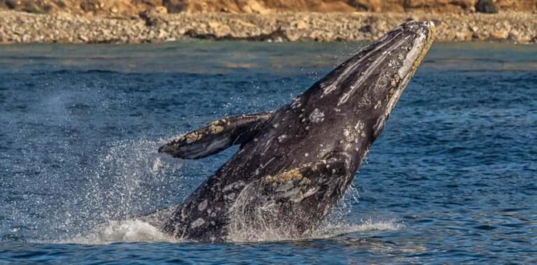 Los Angeles Harbor Breeze Cruise & Battleship USS Iowa Entry - A Detailed Look at the Experience