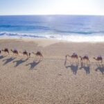 Los Cabos Camel Ride and Tequila Tasting Experience - A Closer Look at the Experience