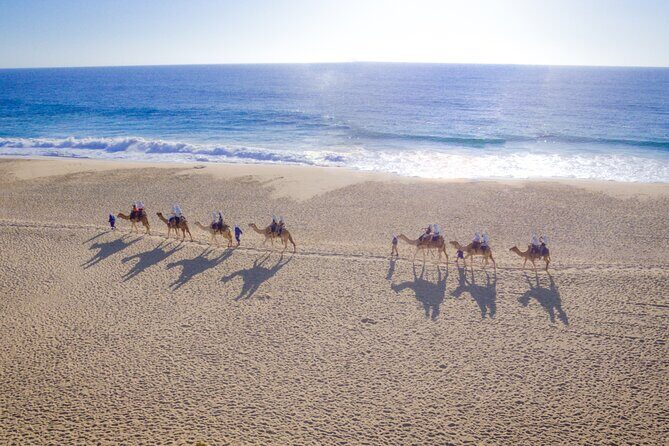 Los Cabos Camel Ride and Tequila Tasting Experience - A Closer Look at the Experience