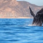 Los Cabos: Whale Watching by Glass Bottom Boat - Who Should Consider This Tour?
