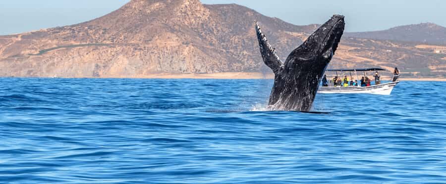 Los Cabos: Whale Watching by Glass Bottom Boat - Who Should Consider This Tour?