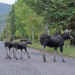 Luxury Private Grand Teton National Park Full-Day Tour - What Travelers Say: Authentic Experiences and Guide Excellence