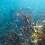 Luxury Sandbar and Snorkeling trip in Key West - Why This Trip Stands Out