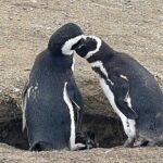 Magdalena Island Navigation - Detailed Review: Why This Tour Is a Good Value and What to Expect