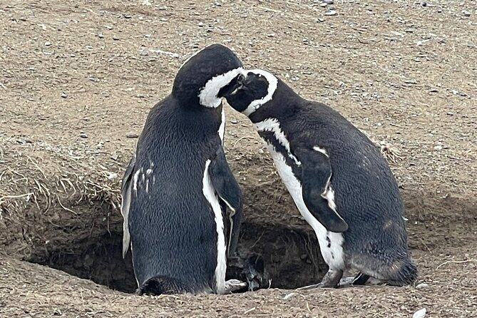 Magdalena Island Navigation - Detailed Review: Why This Tour Is a Good Value and What to Expect