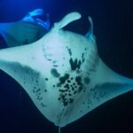 Manta Ray Night Snorkel Adventure in Kailua-Kona - Exploring the Manta Night Snorkel in Kailua-Kona