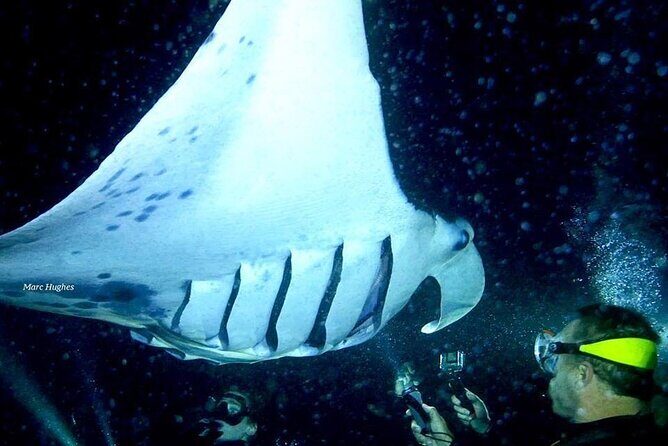 Manta Ray Night Snorkel and Dive - Who Should Consider This Tour?