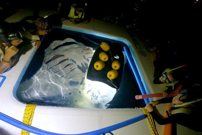 Manta Ray Snorkel Experience - Authentic Marine Encounters in Hawaii