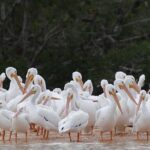 Marco Island: 2-Hour Dolphin, Birding, and Shelling Tour - What Makes the Tour Special?