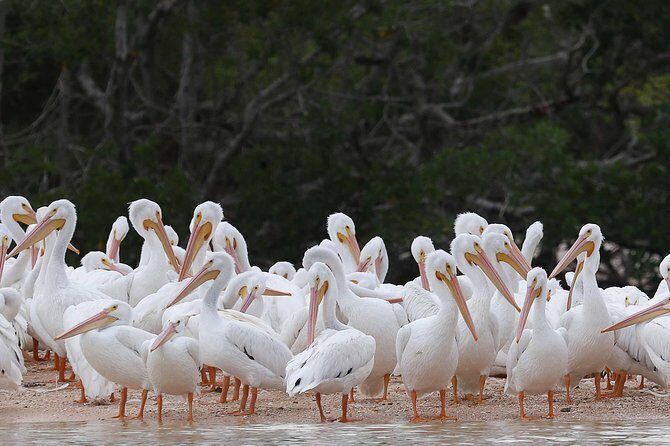 Marco Island: 2-Hour Dolphin, Birding, and Shelling Tour - What Makes the Tour Special?