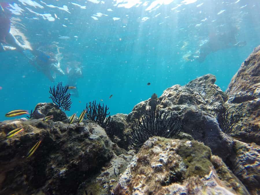 Marietas Islands: snorkeling safari with local guide - Practical Details and Tips