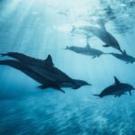 Marine mammal watching: dolphins and whales in Huatulco - A Detailed Look at the Marine Mammal Watching Tour in Huatulco