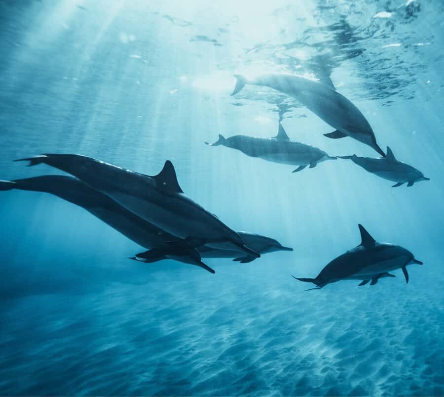 Marine mammal watching: dolphins and whales in Huatulco - A Detailed Look at the Marine Mammal Watching Tour in Huatulco