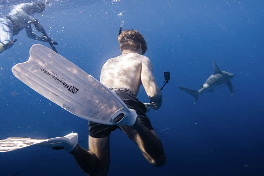 Marine Wildlife Snorkel Tour: SeaTiger Shipwreck & Sharks - The Detailed Itinerary