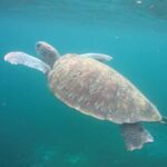 Martinique: Cruise and Snorkel with Turtles, Fish, and Corals - Who Should Consider This Tour?