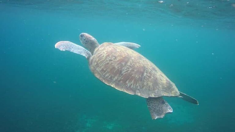 Martinique: Cruise and Snorkel with Turtles, Fish, and Corals - Who Should Consider This Tour?