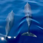 Martinique: Dolphin Watching & Coral Reef Cruise with Snacks - Practical Tips for Booking & Enjoyment