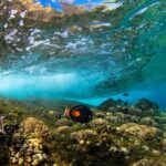 Maui: 3-Hour Molokini Snorkel Experience - Exploring the Maui Snorkel Adventure: A Deep Dive