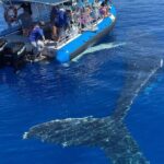 Maui Eco-Raft: Turtle Snorkel + Whale Watch Tour (*New 2n1 ) - Who Should Consider This Tour?