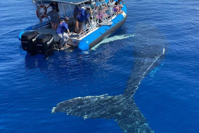 Maui Eco-Raft: Turtle Snorkel + Whale Watch Tour (*New 2n1 ) - Who Should Consider This Tour?