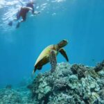 Maui Eco Raft: Turtle Snorkel + Whale Watch(Semi-Private) - An In-Depth Look at the Maui Eco Raft Experience