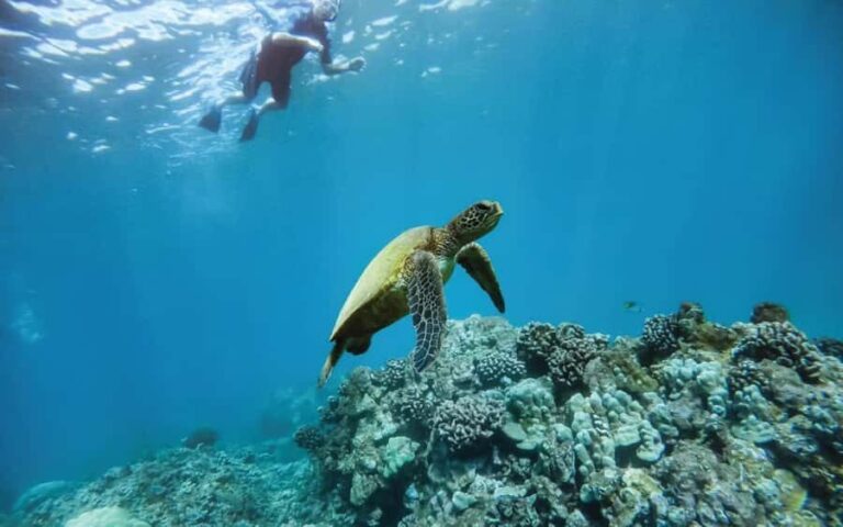 Maui Eco Raft: Turtle Snorkel + Whale Watch(Semi-Private) - An In-Depth Look at the Maui Eco Raft Experience